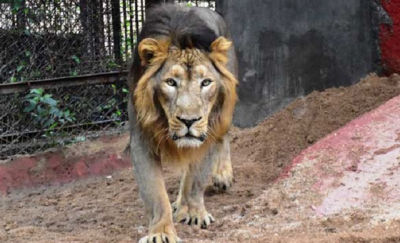 Hindistan'da 8 aslan koronavirüse yakalandı 