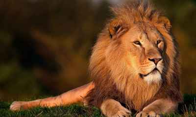 Hindistan'da iki aslan koronavirüse yakalandı
