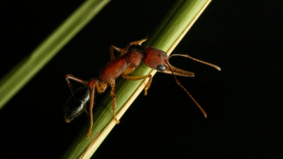 Hint zıplayan karıncanın beynini büyütüp küçültebildiği ortaya çıktı