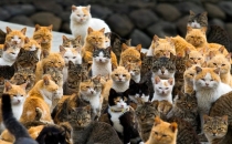 Japonya'da kedi adası!