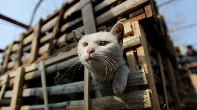 Çin'de aktivistler 2800 kedi kurtardı!