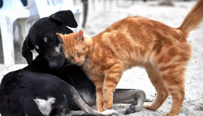 Kedi-köpek mamalarındaki KDV'nin kaldırılması için kampanya: 108 bin imza toplandı 