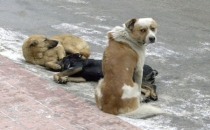 Köpek katili ICAM protesto ediliyor!