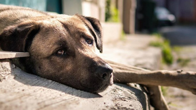 Köpeklere tecavüz eden sapık Hayvanları Koruma Günü'nde sokağa salındı