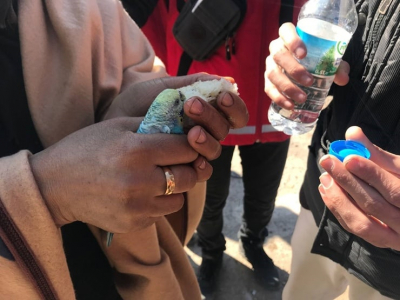 Küçük Berat, 55 saat sonra enkazdan elinde tuttuğu kuşla çıkarıldı