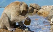 Maymun ve şempanzeler taş devrini mi yaşıyor?