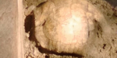 Mezardan 2 bin yıllık kaplumbağa kabuğu çıktı
