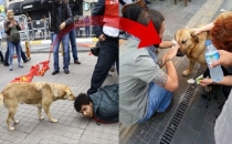 O köpek Gezi Parkı'nda biber gazı yiyen köpek mi?