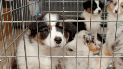 Petshoplarda hayvan satmak 14 Temmuz'dan itibaren yasaklandı