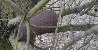 Polonya'da bir ağaçta 2. Dünya Savaşı'ndan kalma bomba bulundu