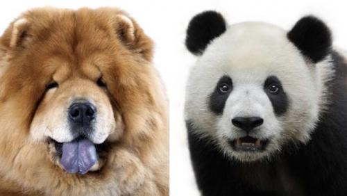Sirkte köpekleri panda gibi boyadılar!