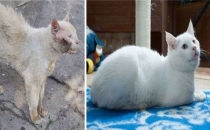 Sokaklardan kurtarılan kedilerin değişimini gösteren 14 fotoğraf!