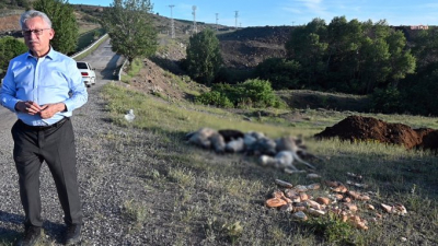 Toplu köpek katliamı başladı! Yozgat'ta 