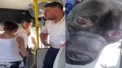 Yolcu hakları bildirgesini bilmeyen şoför otobüse köpekle binilemeyeceğini iddia etti, kadını zorla indirdi