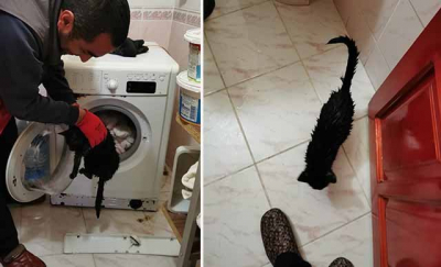 Yorganla birlikte yanlışlıkla çamaşır makinesine atılan kediyi itfaiye kurtardı